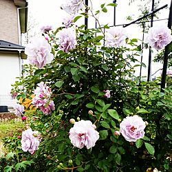 玄関/入り口/薔薇のある庭のインテリア実例 - 2017-05-17 18:23:40