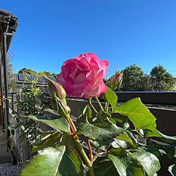 ブロック塀とフェンス/我が家の外構/青空/薔薇/写真と場所があってないわ〜...などのインテリア実例 - 2021-10-26 18:44:48