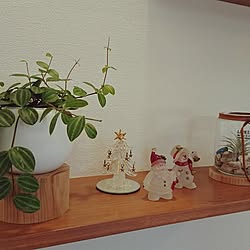 棚/カメラマークが出たので/観葉植物/造作棚/クリスマスディスプレイのインテリア実例 - 2016-12-05 10:20:18