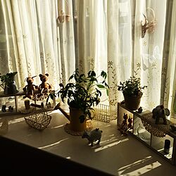 ダイニングの出窓/観葉植物/ナチュラルのインテリア実例 - 2015-10-14 08:01:06