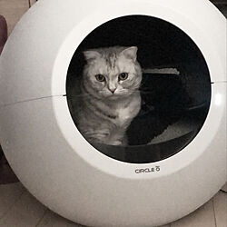 自動猫トイレ/猫と暮らす/ねこのいる日常/Instagram始めました/IG→yokkochan0225...などのインテリア実例 - 2022-02-19 12:42:21
