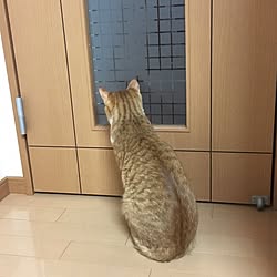 棚/ねことここちよく暮らす/猫/ねこ家/ねこ愛...などのインテリア実例 - 2017-03-14 17:02:42