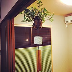 部屋全体/観葉植物/盆栽のインテリア実例 - 2016-07-21 23:54:21