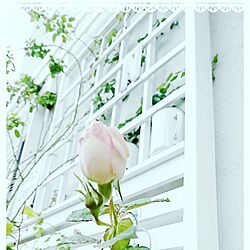 玄関/入り口/ホワイトインテリア/ペイント/ガーデン/バラが好き...などのインテリア実例 - 2016-11-23 07:14:39