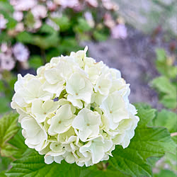 白い花/おおでまり/スノーボール/地植えの植物/ガーデニング...などのインテリア実例 - 2022-04-20 07:16:37