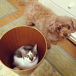 カラフル好き/シンプルな暮らし/猫の居る暮らし(*˙︶˙*)☆*°/犬と猫のいる暮らし/コロナに打ち勝て！...などのインテリア実例 - 2020-04-04 13:43:12