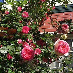 玄関/入り口/薔薇の花のインテリア実例 - 2016-05-12 23:34:55