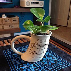 部屋全体/植物/ハンドメイド　/coffee cupのインテリア実例 - 2013-08-19 00:07:02