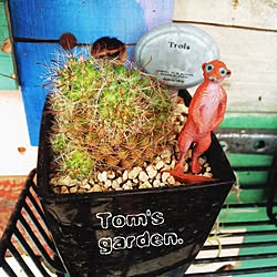 部屋全体/トムショップで検索☆/インスタID→1_tree.tom/サボテン/JUNK GARDEN...などのインテリア実例 - 2015-04-11 08:47:44