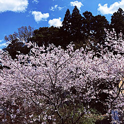 桜のインテリア実例 - 2019-04-12 17:52:05