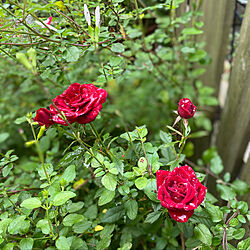 赤い薔薇/庭の花/コメント出来ずすみません/いつもありがとうございます/カメラマーク消し...などのインテリア実例 - 2020-06-03 11:13:15