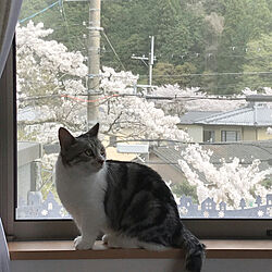 お部屋の中の桜色のインテリア実例 - 2019-04-03 14:58:14