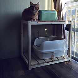 バス/トイレ/ねこと暮らす/DIY/IKEA/猫...などのインテリア実例 - 2016-03-17 16:59:31