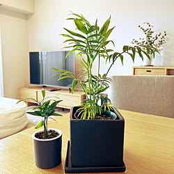 観葉植物/観葉植物のある暮らし/新生活/マンション暮らし/マンションライフ...などのインテリア実例 - 2022-02-01 16:58:16