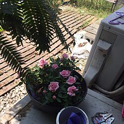 玄関/入り口/ミニ薔薇/観葉植物のインテリア実例 - 2017-07-13 20:28:09