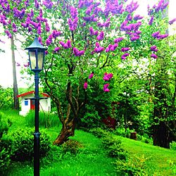 玄関/入り口/garden/Flowers/Blooming tree/Purple...などのインテリア実例 - 2013-06-10 06:18:33