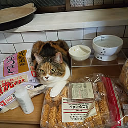 壁/天井/猫のゆずさん/マンチカン中足/無印良品/猫...などのインテリア実例 - 2019-11-25 21:32:14