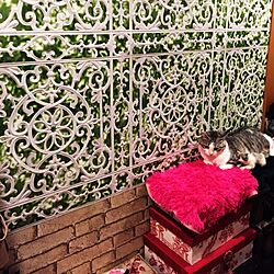 壁/天井/猫/猫のいる部屋/カルトナージュボックスの上/輸入壁紙...などのインテリア実例 - 2015-11-21 03:55:36