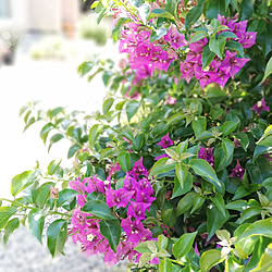 玄関/入り口/庭/ブーゲンビリア開花/花のある暮らし/植物のある暮らし...などのインテリア実例 - 2020-05-29 13:42:00