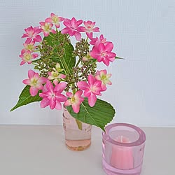 リビング/花のある暮らし/柏葉紫陽花/かしわば紫陽花/紫陽花...などのインテリア実例 - 2023-05-27 13:52:16