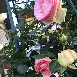 玄関/入り口/植物/薔薇のインテリア実例 - 2016-05-21 08:36:52