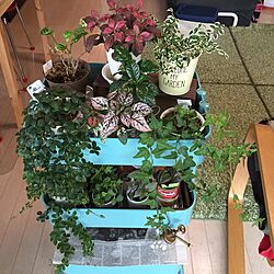 リビング/IKEA/観葉植物のインテリア実例 - 2016-05-17 15:27:03