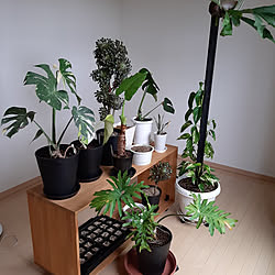 部屋全体/モニター応募投稿/植物棚/黒法師/観葉植物...などのインテリア実例 - 2021-03-29 08:53:16