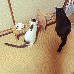 猫と暮らす家/セリア/DIY/ねこ/いやし...などのインテリア実例 - 2022-10-05 15:03:54