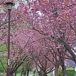 花のある暮らし/5月の桜/葉桜もまた良き/自由すぎるチューリップ/桜とチューリップ...などのインテリア実例 - 2024-05-08 17:52:27