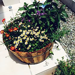 玄関/入り口/NO GREEN NO LIFE/植物/ガーデニング/寄せ植えのインテリア実例 - 2015-05-24 11:41:11