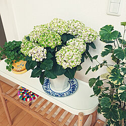 棚/Botanical Style/花のある暮らし/IKEA/紫陽花...などのインテリア実例 - 2019-06-25 12:36:04