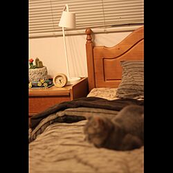 ベッド周り/IKEA ライト/猫/無印布団カバー/ニトリ時計...などのインテリア実例 - 2015-11-01 22:28:55