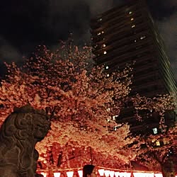 部屋全体/関係なくてすみません。/花見/夜桜/酔っ払い中のインテリア実例 - 2016-04-02 22:41:00