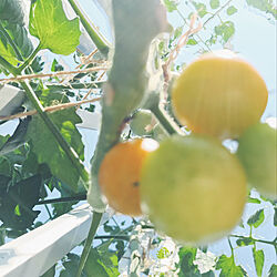 バルコニーからの景色/食卓テーブル/家庭菜園♡/植物のある暮らし/なつやすみの過ごしかた...などのインテリア実例 - 2019-08-04 16:35:28