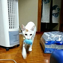 玄関/入り口/猫/ねこばかりですいませんのインテリア実例 - 2015-02-10 12:43:24