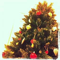 リビング/クリスマスツリーのインテリア実例 - 2013-02-09 18:58:56