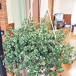 部屋全体/趣味/観葉植物のある暮らし/雑貨/100均...などのインテリア実例 - 2021-04-29 14:11:09