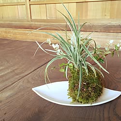 縁側の上/植物のある暮らし/苔玉/観葉植物/ガーデニング...などのインテリア実例 - 2016-08-11 22:20:14