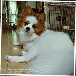 リビング/パピヨン/犬と暮らすのインテリア実例 - 2016-07-17 19:56:32