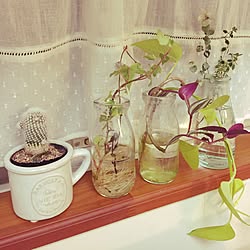 キッチン/サボテン/ダイソー/寄せ植え/観葉植物...などのインテリア実例 - 2016-10-21 21:48:27