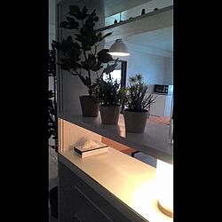 棚/IKEA/植物/照明/白い壁に白い棚...などのインテリア実例 - 2015-10-22 07:59:08