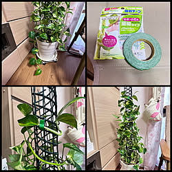 観葉植物のある暮らし/観葉植物/支柱立て/ポトス/いつもいいね！ありがとうございます♪...などのインテリア実例 - 2022-01-19 18:27:38