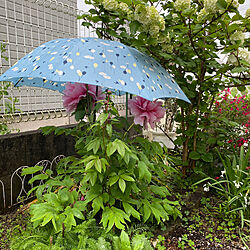 オオデマリ/牡丹に傘をさす。/傘/芝桜/小手毬...などのインテリア実例 - 2023-04-15 14:34:09