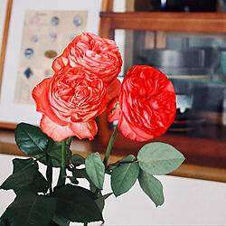 薔薇/薔薇のある暮らし/花のある暮らし/観葉植物/雑貨...などのインテリア実例 - 2020-04-07 12:39:42