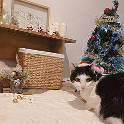 クリスマス/ねこと暮らす/猫のいる暮らし/ヅラ猫/ねことXmas...などのインテリア実例 - 2021-12-25 19:53:40