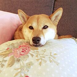 ベッド周り/柴犬/愛犬のインテリア実例 - 2015-03-08 08:54:13
