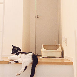 猫ちゃん想い/ねこと暮らす/ニャンとも清潔トイレ/ねこのいる日常/猫トイレ...などのインテリア実例 - 2022-05-31 21:21:05