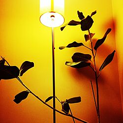 壁/天井/照明/ナチュラル/観葉植物/ゴムの木のインテリア実例 - 2015-11-25 02:30:50