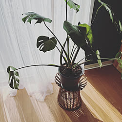 DIY/壁紙DIY/IKEA/観葉植物/カフェ風...などのインテリア実例 - 2023-04-18 12:15:38