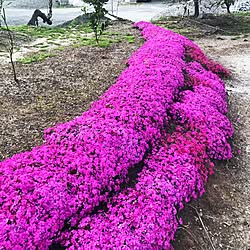 庭/お花♡/ちっちゃい家/どんどん増えていく/芝桜...などのインテリア実例 - 2017-04-16 02:36:10